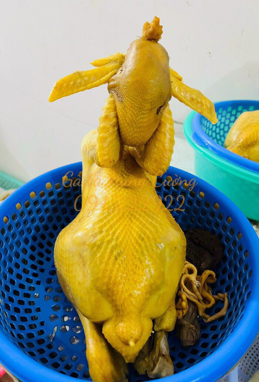 C&aacute;c loại g&agrave; c&uacute;ng phổ biến tại G&agrave; Ta H&ugrave;ng Cường